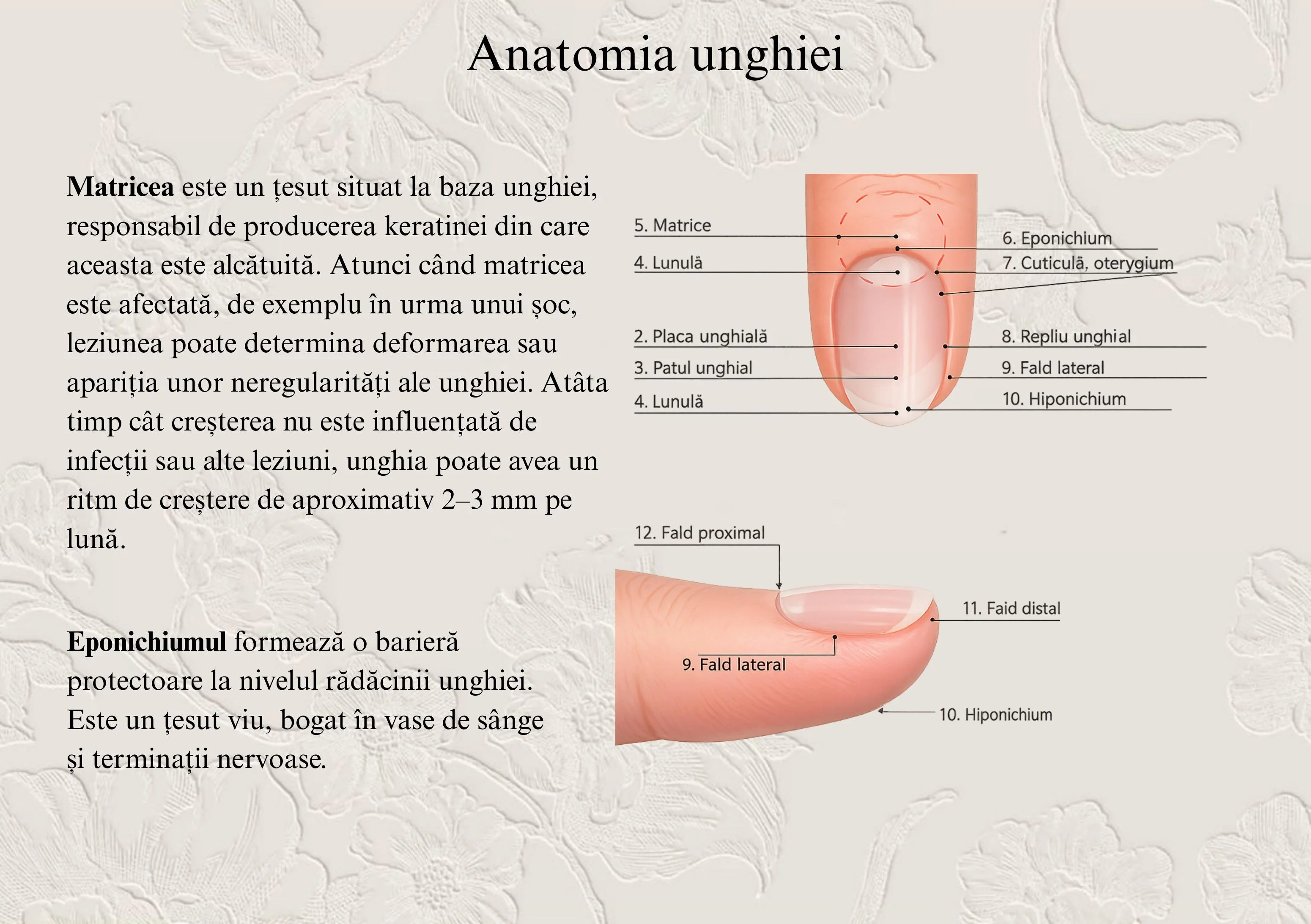 Pagină de manual cu anatomia unghiei